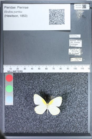 Media type: image;   Entomology 74590